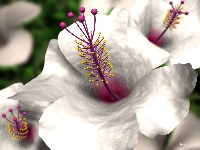 hibiscus2.jpg