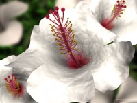 hibiscus3.png