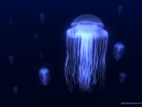 jellies1.png