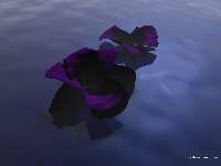 violets.jpg